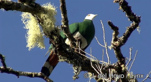 White-bellied Imperial-Pigeon - ML201192851