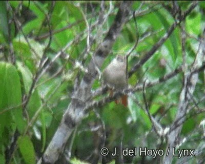 Rusty-backed Spinetail - ML201193021