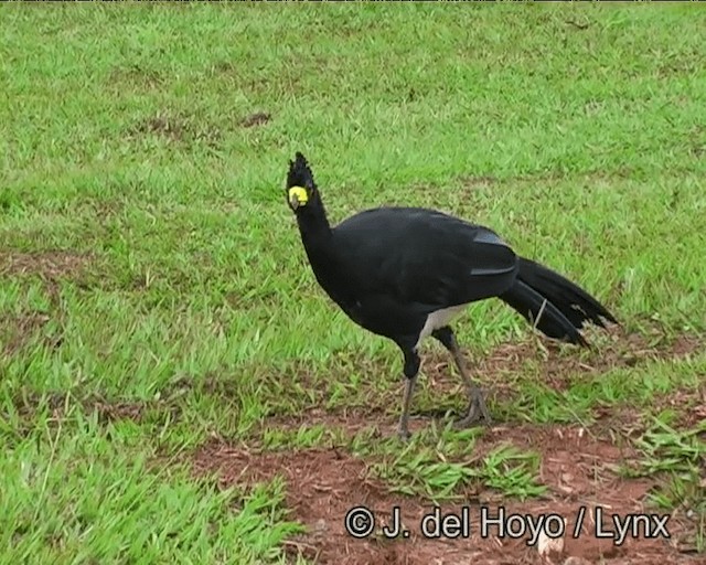 Bare-faced Curassow (Bare-faced) - ML201193031