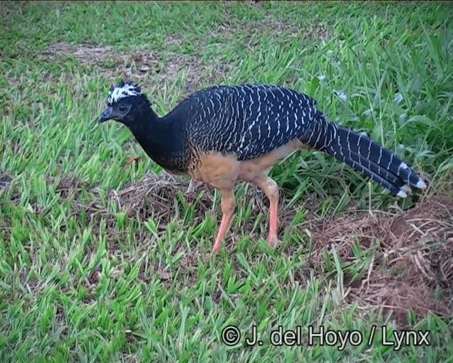 Bare-faced Curassow (Bare-faced) - ML201193051