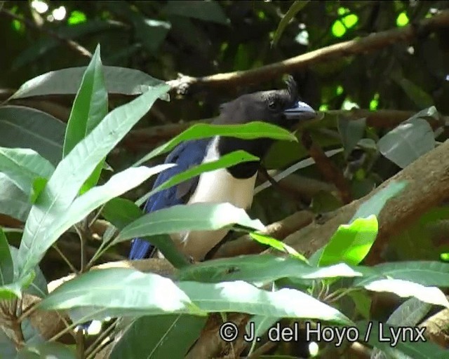 Curl-crested Jay - ML201193071