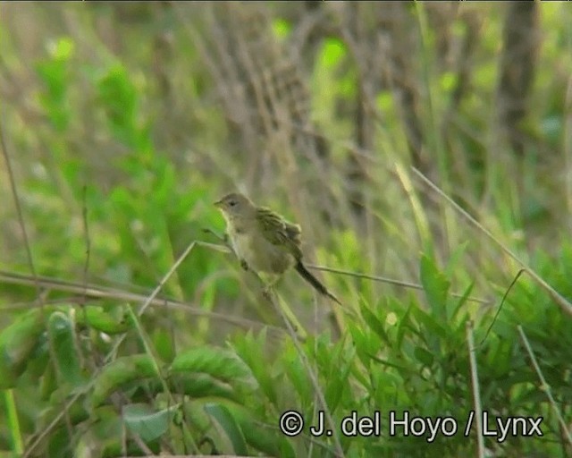 Wedge-tailed Grass-Finch - ML201193101