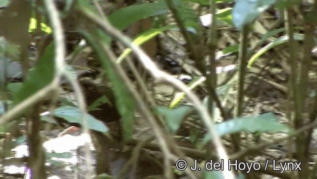 Weißstirn-Ameisenvogel - ML201193351