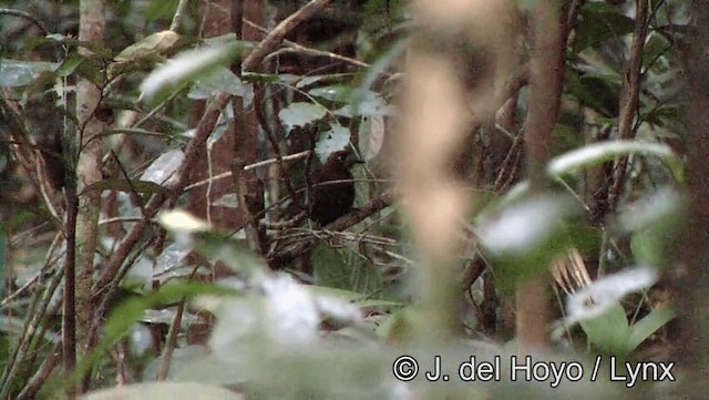 Weißstirn-Ameisenvogel - ML201193361