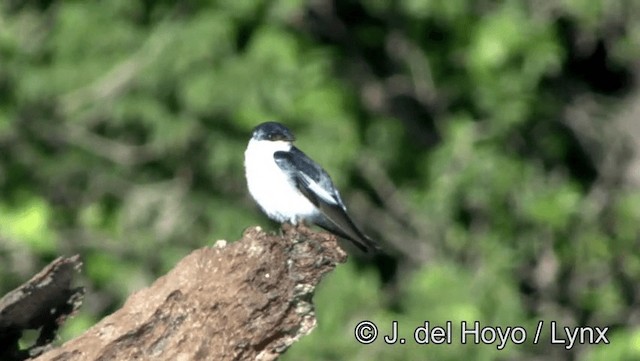 White-winged Swallow - ML201193371