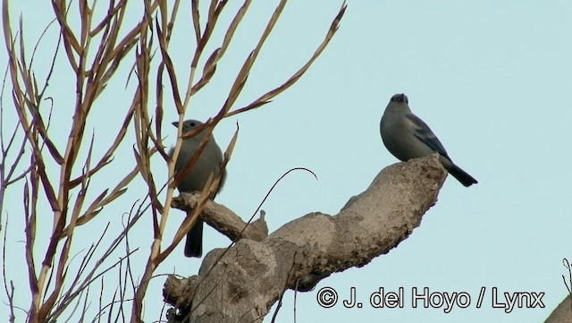 Blue-gray Tanager (White-edged) - ML201193411