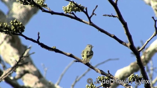 Yellow-crowned Tyrannulet - ML201193471