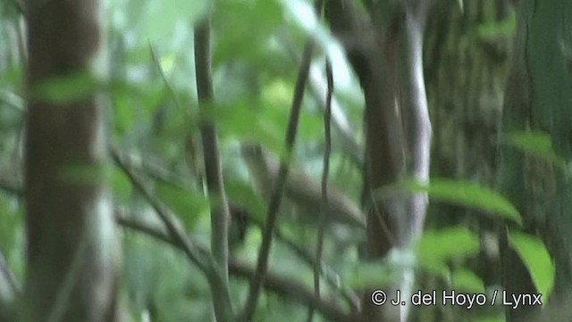 Scaly-crowned Babbler - ML201193961