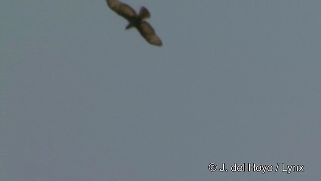 Oriental Honey-buzzard (Indomalayan) - ML201193991