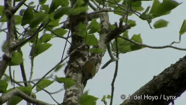 Gray-headed Woodpecker (Black-naped) - ML201194011