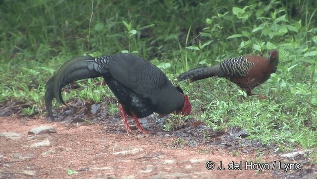 Siamese Fireback - ML201194121