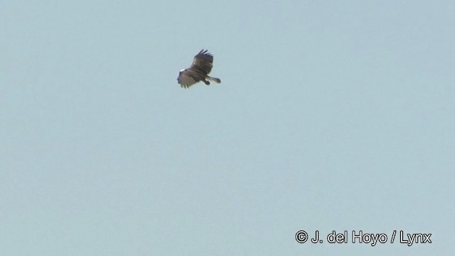 Águila Pescadora (haliaetus) - ML201194181