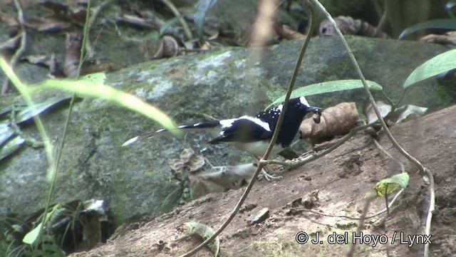 Spotted Forktail - ML201194281