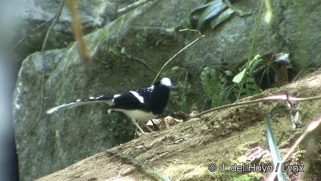 Spotted Forktail - ML201194291