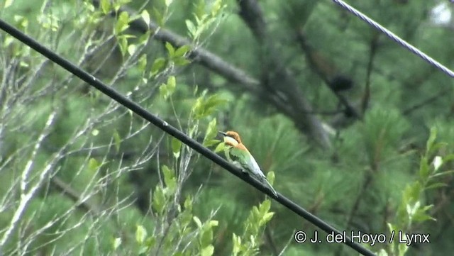 Chestnut-headed Bee-eater - ML201194331