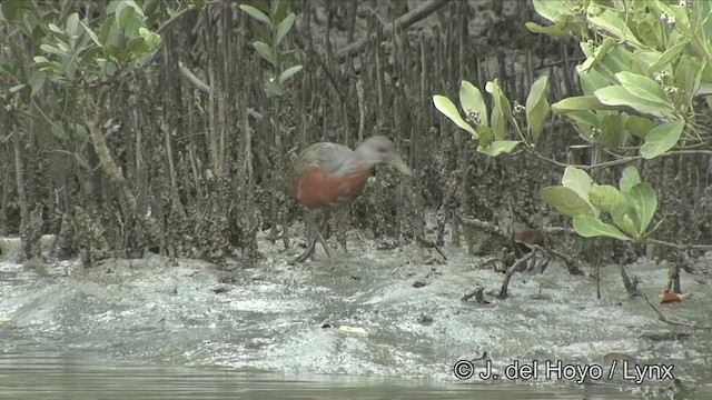 mangroverikse - ML201194381