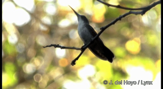 kolibřík atlantický - ML201194461