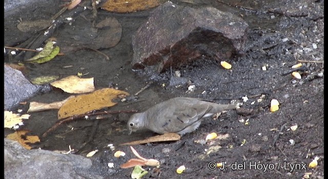 Plain-breasted Ground Dove - ML201194481