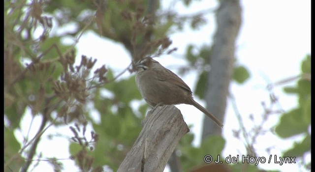 Rusty Sparrow - ML201194711