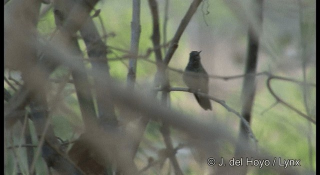 Berylline Hummingbird (Sumichrast's) - ML201194801