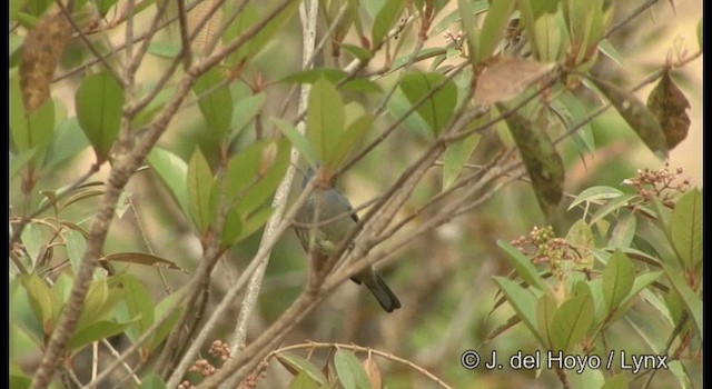 Yellow-winged Tanager - ML201194811
