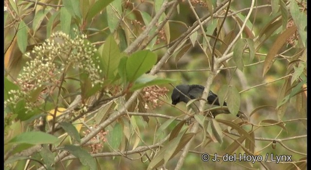 Yellow-winged Tanager - ML201194821
