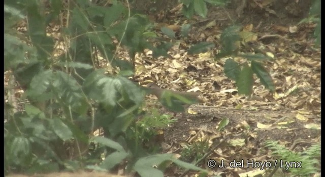 Сероголовая голубка (plumbeiceps/notia) - ML201194921