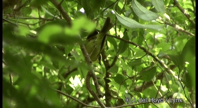 Golden-browed Warbler - ML201195001