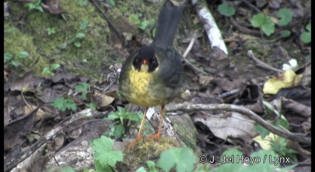 Yellow-throated Nightingale-Thrush - ML201195011
