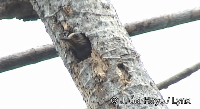 Red-crowned Woodpecker - ML201195481