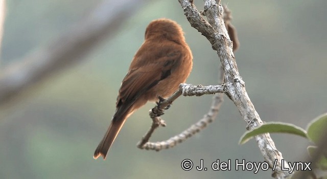 Cinnamon Flycatcher (Santa Marta) - ML201195531