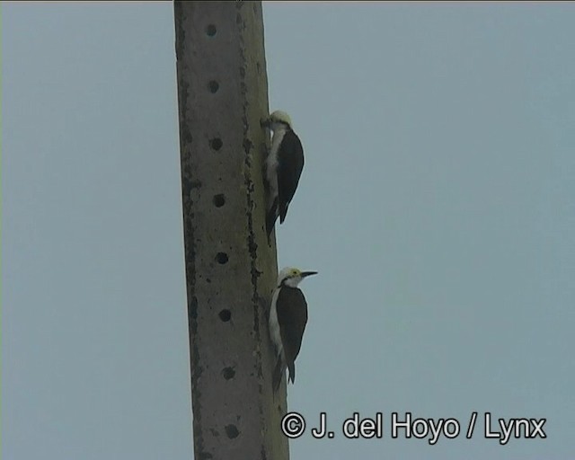 White Woodpecker - ML201195601