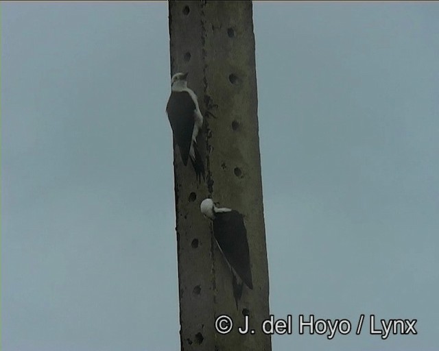 White Woodpecker - ML201195611