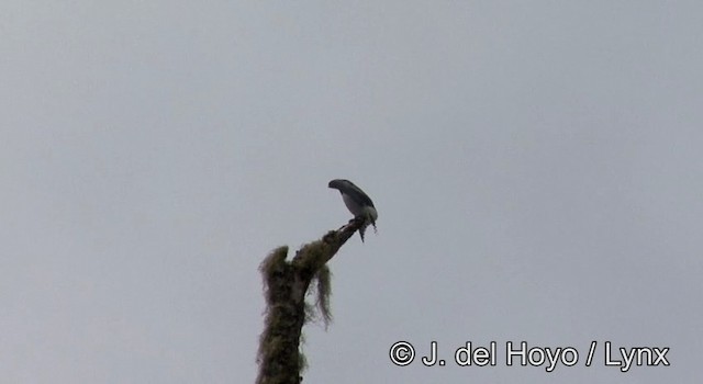 白胸燕鵙 - ML201195761