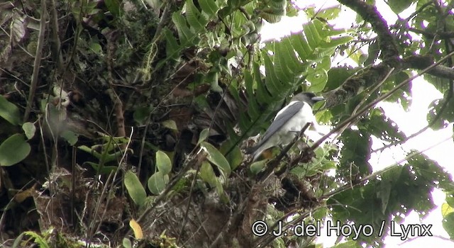 Ivory-backed Woodswallow - ML201195781