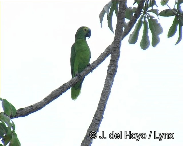 Turquoise-fronted Parrot - ML201195901