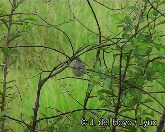 Grassland Sparrow - ML201195941