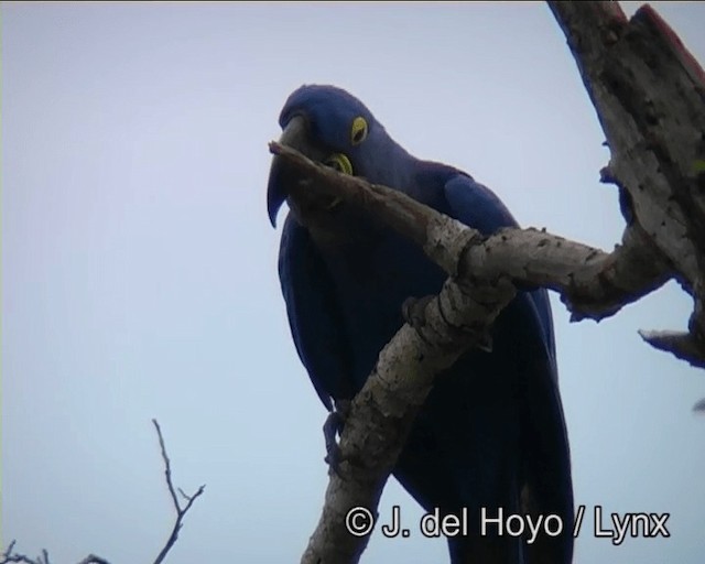 Hyacinth Macaw - ML201195951