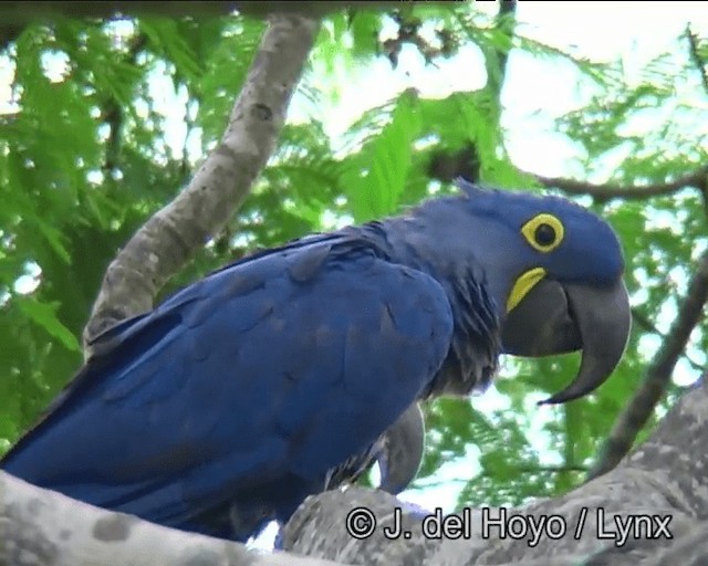 Hyacinth Macaw - ML201195961