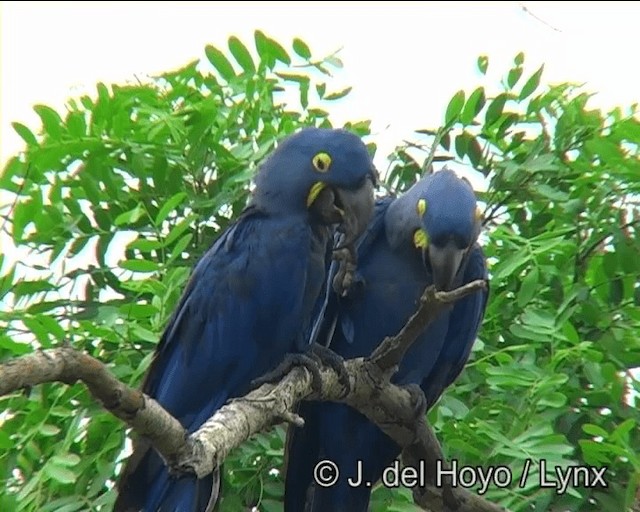 Hyacinth Macaw - ML201195971