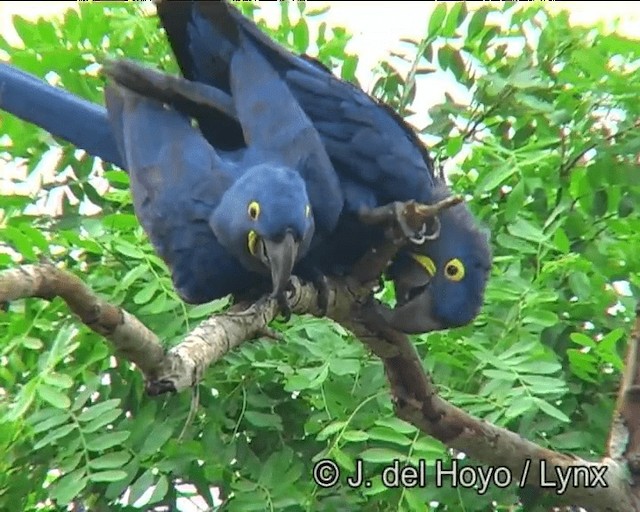 Hyacinth Macaw - ML201195981