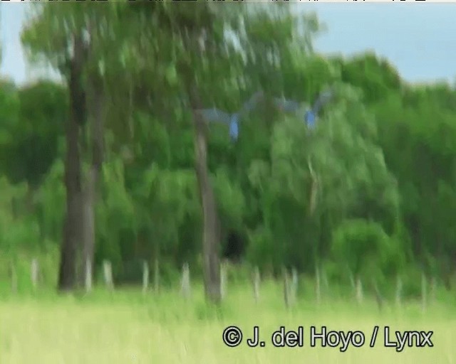 Ara hyacinthe - ML201195991