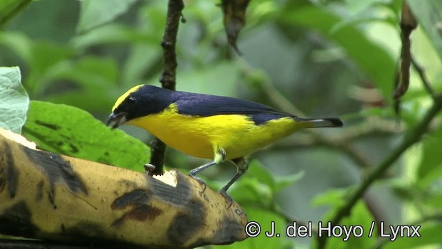 Thick-billed Euphonia (Thick-billed) - ML201196251