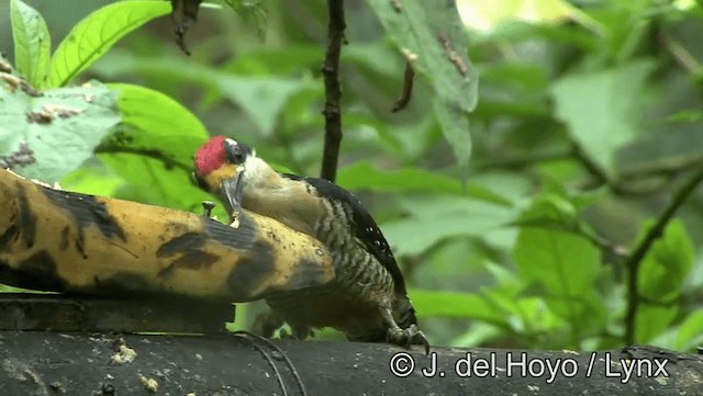 Black-cheeked Woodpecker - ML201196301