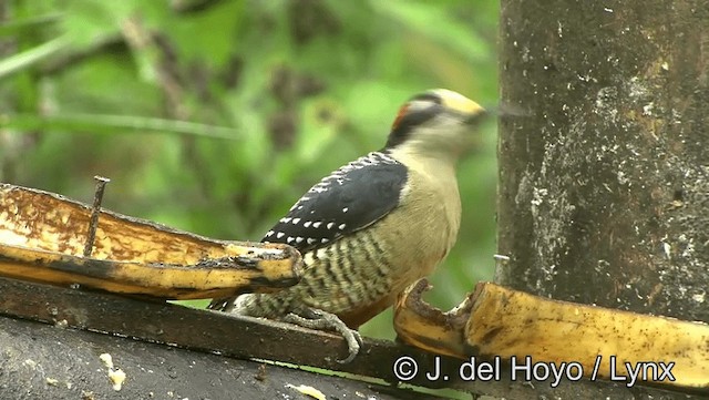 Black-cheeked Woodpecker - ML201196311