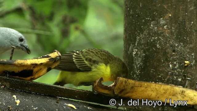 Flame-rumped Tanager (Lemon-rumped) - ML201196331