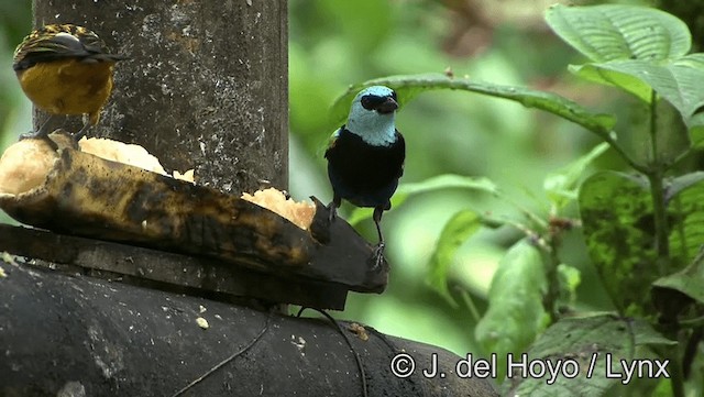 Blue-necked Tanager - ML201196381