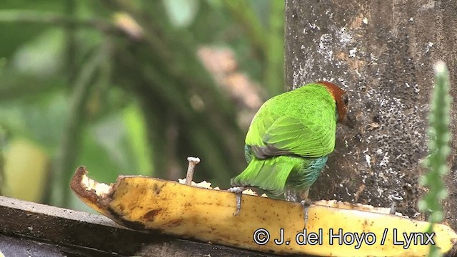 Bay-headed Tanager (Bay-and-blue) - ML201196391