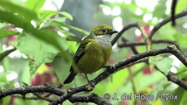 Silver-throated Tanager - ML201196411