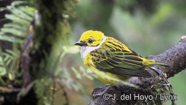 Silver-throated Tanager - ML201196421